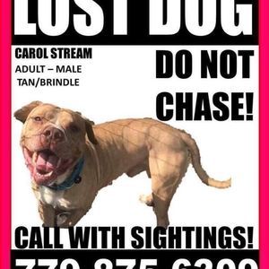 Meet your Posher, Goldee